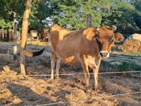 गाय, जर्सी नस्ल — फ़ोटो 1