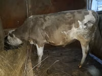 公牛, Simmental cattle — 照片 1