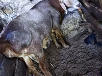 Widder, Hissar sheep — Foto 6