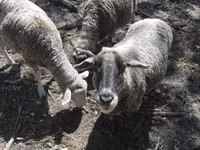 Oveja, White Suffolk sheep — foto 2