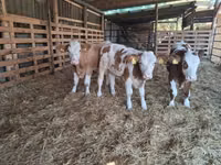 सांड, Simmental cattle — फ़ोटो 2