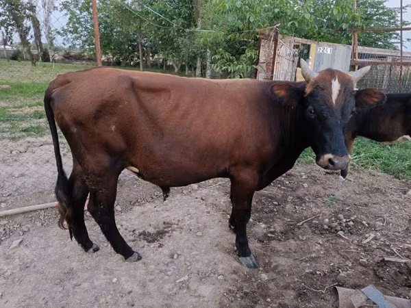 Toro, Ganado vacuno — Uzbekistán