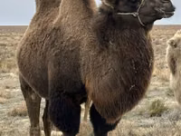 Kamele (Partie, Geschlecht nicht angegeben), Kazakh Bactrian camel — Foto 2