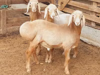 كبش, Arashan sheep — الصورة 8