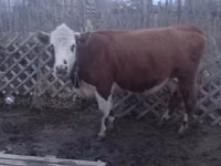 गाय, Latvian Blue cattle — फ़ोटो 3