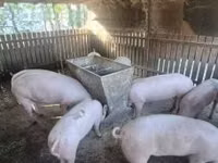 Säue, Schweine — Foto 4