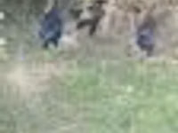 Chickens — Foto 7