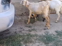 تيس, Nubian Goat — الصورة 3
