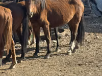 Stute, Kyrgyz Horse — Foto 1