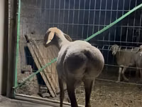 Sheep, Arashan sheep — photo 4