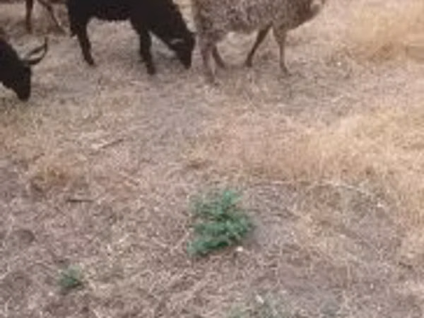 Sheep, Sheep