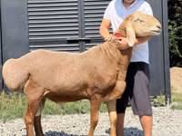 Carnero, Arashan sheep — foto 1