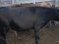 母牛, Cattle — 照片 4