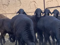 Ram, Blackheaded Persian sheep — photo 5