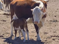 Kuh, Latvian Blue cattle — Foto 1