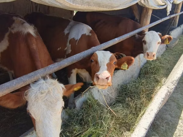 Bulle, Simmental cattle