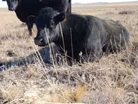 Bulle, Swiss cattle — Foto 3