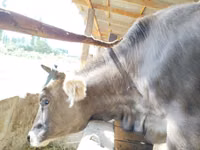 Vaca, Swiss cattle — foto 7