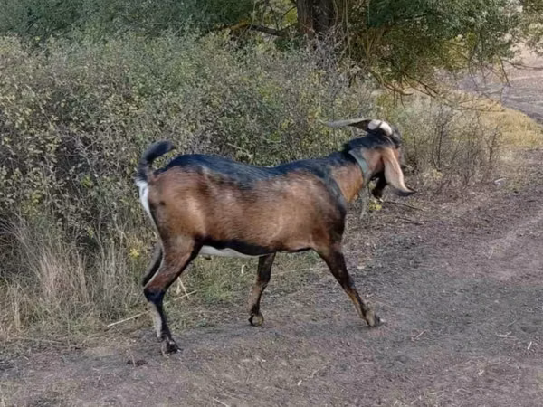 Ziegenbock, Nubian Goat