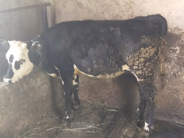 Kuh, Swiss cattle