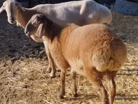 Carnero, Rhon sheep — foto 6