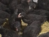 Chickens — Foto 2