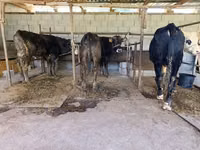 公牛, Cattle — 照片 4
