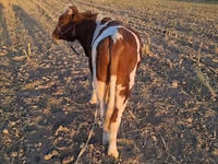 公牛, Simmental cattle — 照片 1