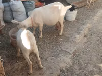 बकरा, बकरियाँ — फ़ोटो 1