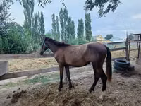 Stute, French Trotter — Foto 1