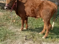 Toro, Ganado vacuno — foto 3