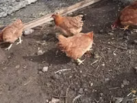 Chickens — 照片 2