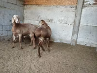Carnero, Rhon sheep — foto 5