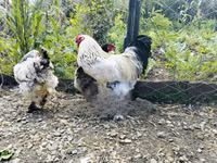 Chickens — photo 1