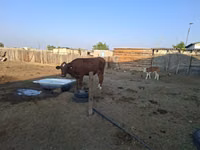 Kuh, Latvian Blue cattle — Foto 1