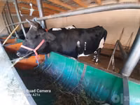 गाय, Simmental cattle — फ़ोटो 2
