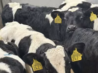 Bovinos (lote, sexo no especificado), Russian Black pied cattle — foto 1
