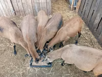 Schaf, Cameroon sheep — Foto 1
