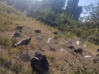 Turkeys — Foto 1