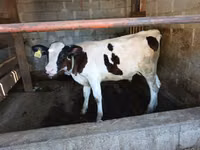Бұқа, Swiss cattle — 3-сурет