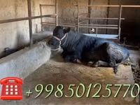 公牛, Cattle — 照片 1