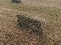 Сено в тюках (прямоугольные кипы) - Заготовлено на луговых угодьях; - — сүрөт 4