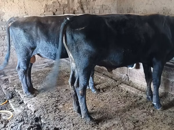 公牛, Swiss cattle — 吉尔吉斯斯坦