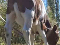 Bulle, Simmental cattle — Foto 5