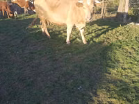 गाय, Swiss cattle — फ़ोटो 2