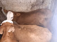 Bulle, Simmental cattle — Foto 1