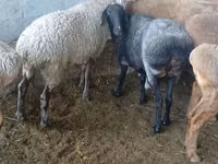 Schaf, Schafe — Foto 4