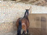 Hengst, Thoroughbred horse — Foto 5
