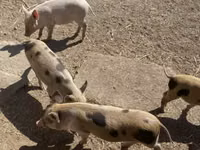 Schweine (Partie, Geschlecht nicht angegeben) — Foto 6