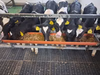 ثور, Russian Black pied cattle — الصورة 1